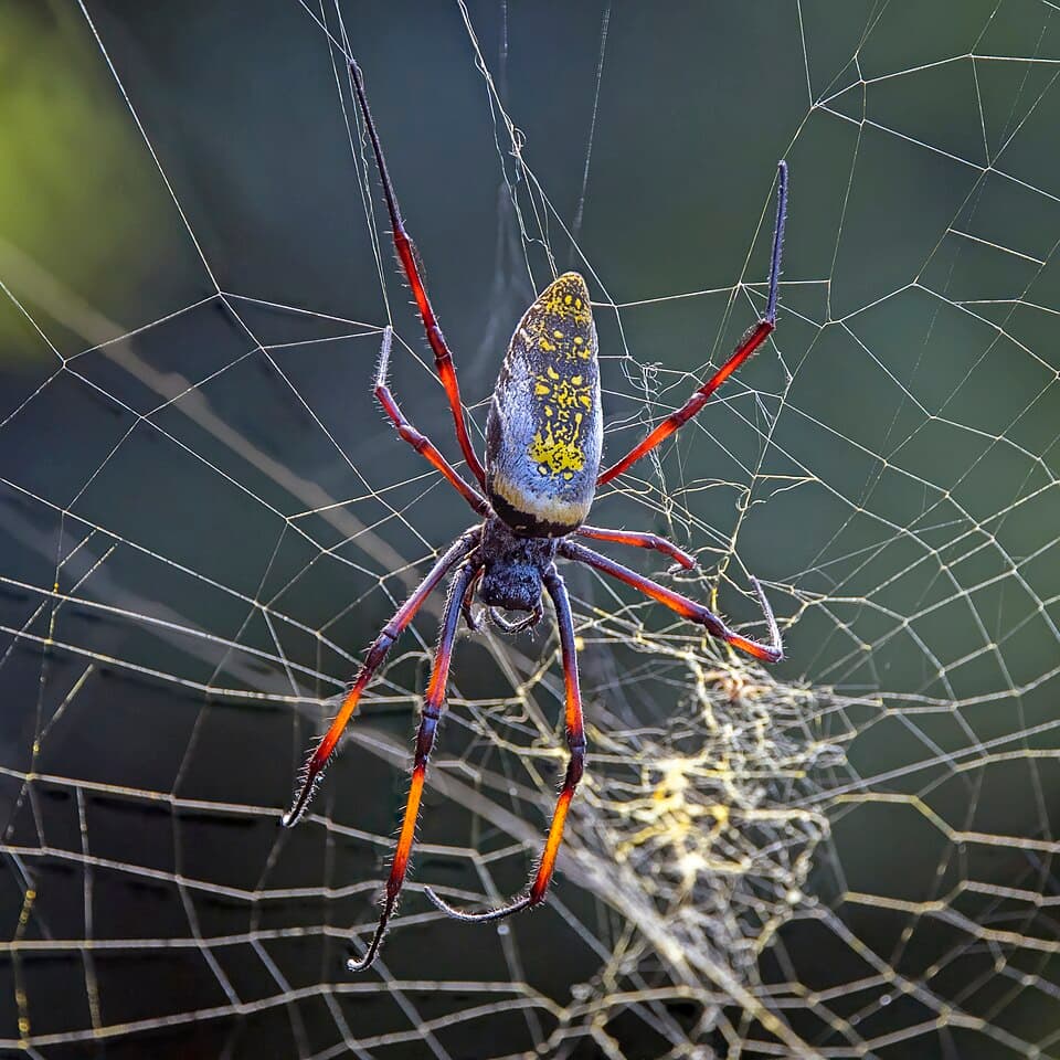 Nephila clavipes