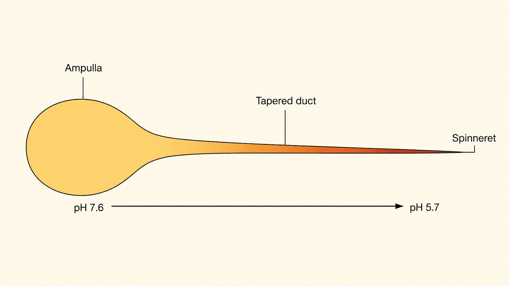Diagram of a spider silk.