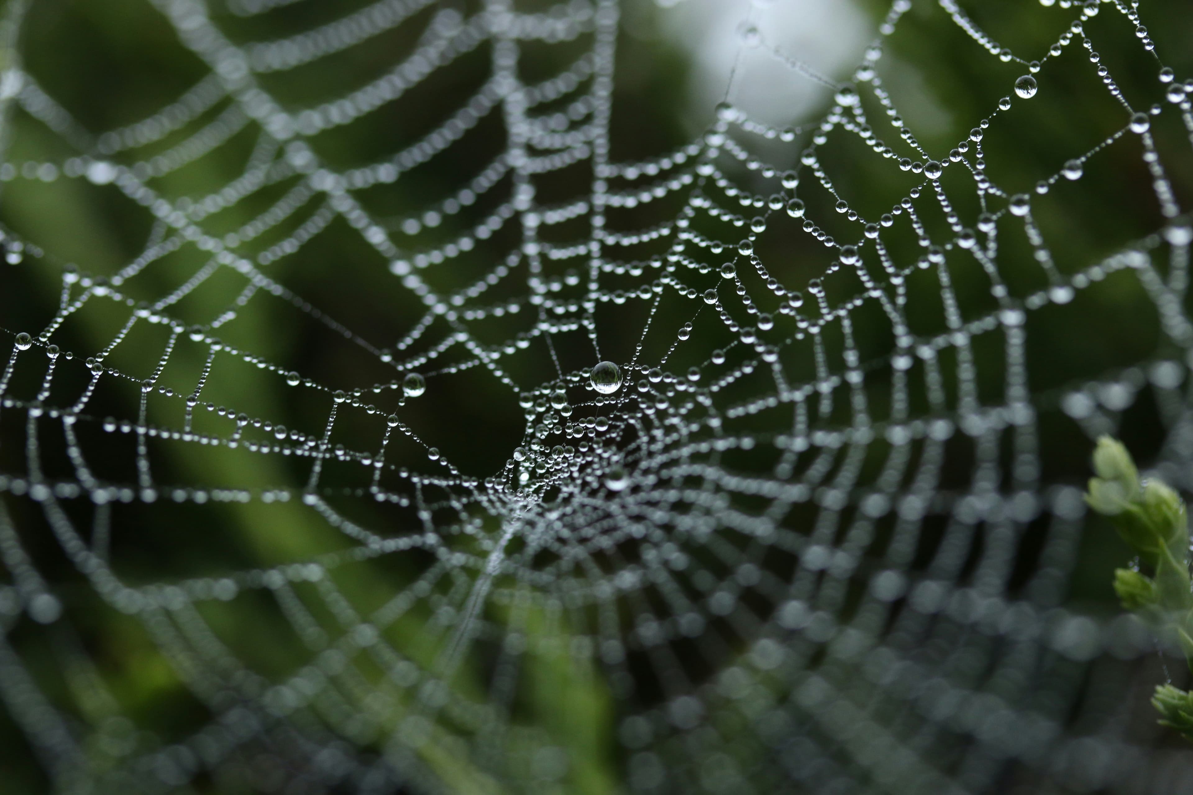 Spider web dew macro.